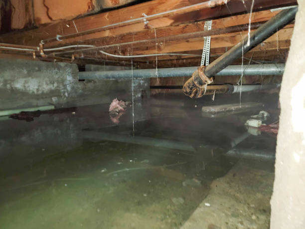 Best Water damage cleanup near me  in Whitehall, WI
